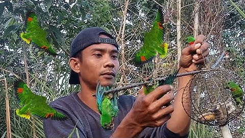 panen lagi❗mikat burung serindit pas musim nya ‼️poin dada merah semua
