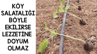 Hem Bahçede, Hem Balkonda, Salatalık Yetiştirmenin Püf Noktası