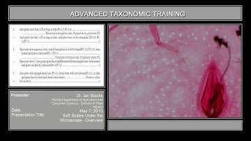 Soft Scales Under the Microscope – Overview