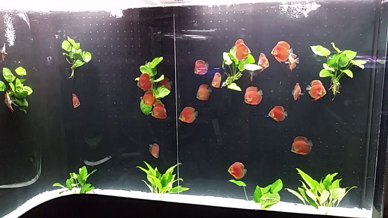 700 gallon red rose discus anubias tank discus America holding facility YouTube