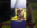Fermilab welcomes new baby bisons