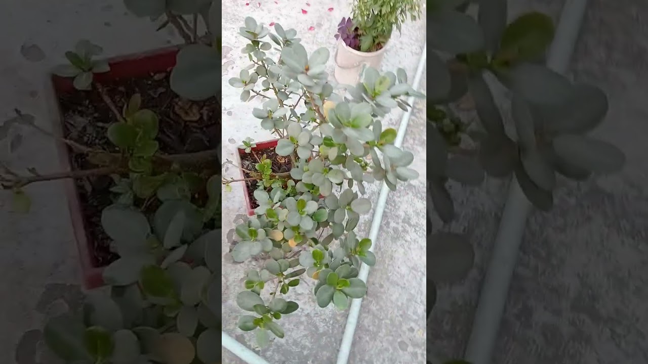 ফুলের জীবনক্ষণ স্বল্প, তাই সে প্রতিমুহূর্ত জুড়ে থাকে সৌন্দর্য দিয়ে। 