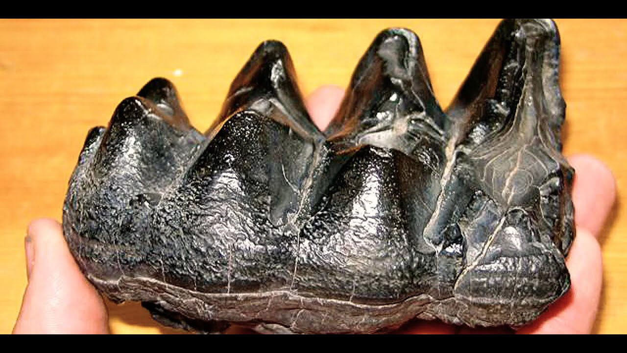 Как преодолеть зубы дракона. Зубы разных динозавров. Зубья дракона на Украине.