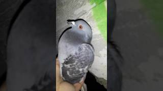 2 Dünya Savaşindan Kalma Külede Paçali Yabani Güvercin Yakaladim (3/3)