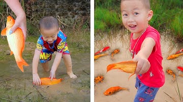 Tổng hợp video em ổi tìm bắt cá vàng hài hước tinh nghịch
