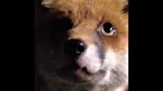 Fox Bites My Shoe