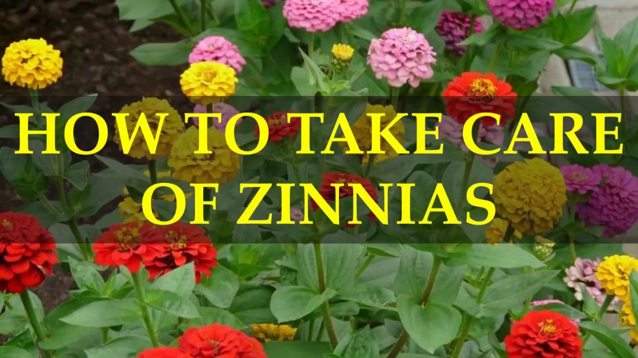 How To Take Care Of Zinnias Plants Youtube