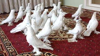 :        KABUTARLARNI ZO'RLARI ANDIJON PARODA PIGEONS
