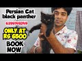 🔥black panther male • triple coat baby • doll face Rare • Offer price 🥳