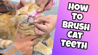 Should i Brush My Cat's Teeth? How to Keep Your Cat's Teeth Healthy
