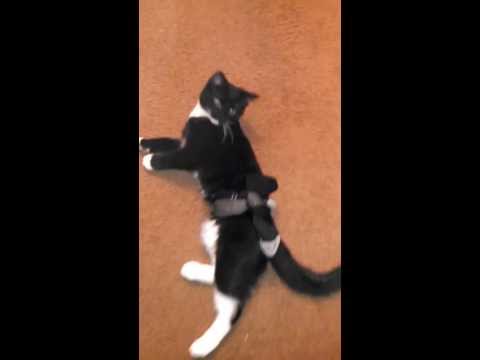 Funny cat doing flips