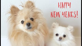 Puppy Vlog - New Years, Dog Park and Gay Pride parade! by Monica Peng 61,878 views 7 years ago 4 minutes, 38 seconds
