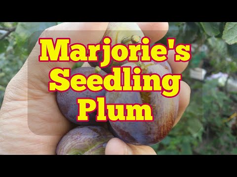 Video: Marjorie's Seedling Plums: Kawm Txog Marjorie's Seedling Tree Care