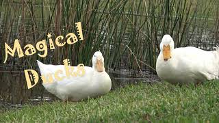 Magical Ducks