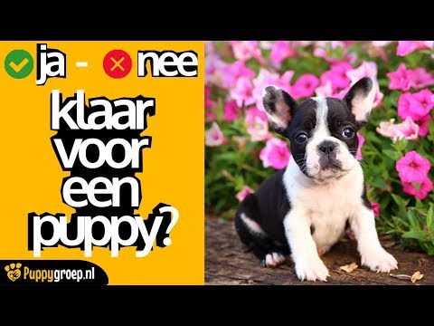 Video: Hebben honden Hubertusklauwen nodig?