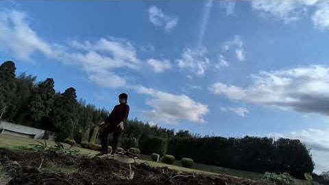 LAST HARVEST ng  CASSAVA ko😆😆😆