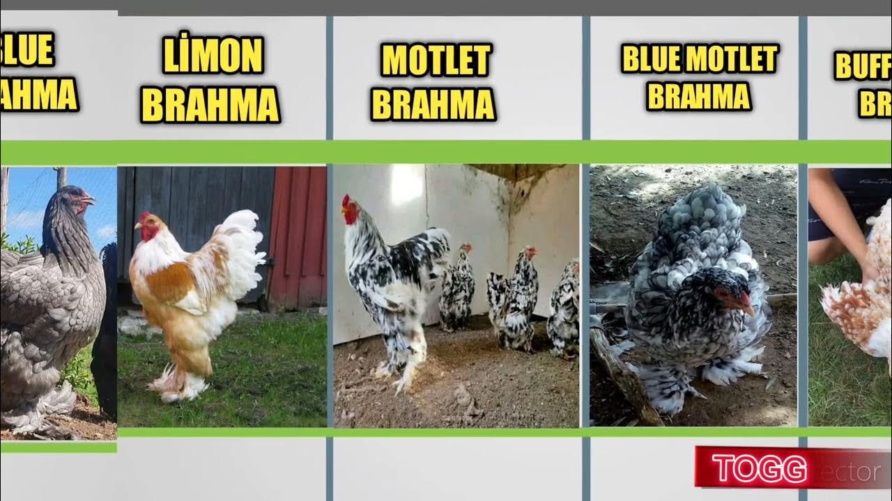 WORLD BRAHMA CHICKEN COLORS, 