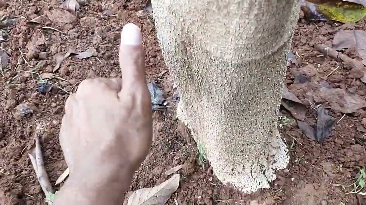 Progress Tanaman Duren & Alpukat Unggul s.d Tanggal 20 Desember 2025