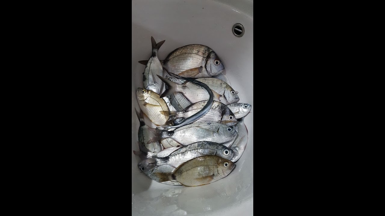 Pastella Pronta Innesco Per Pesca Mare - Cefalo, Occhiata, Sarago - Pasta Per Amo Bolognese