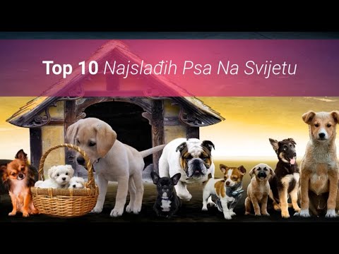 Video: Top 10 pasa koje hrče [Video]