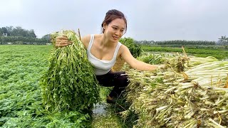 Cold weather - Harvest vegetables in water - go to the market to cook | Ngân Daily Life