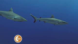 ¿Los tiburones se mueren si dejan de nadar? I BLM I
