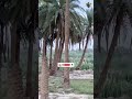 شنو الفائدة من طائر الخرب الكانوص صيد مغامرة بحر قنص رحلة صيد صياد Nature FishingLife