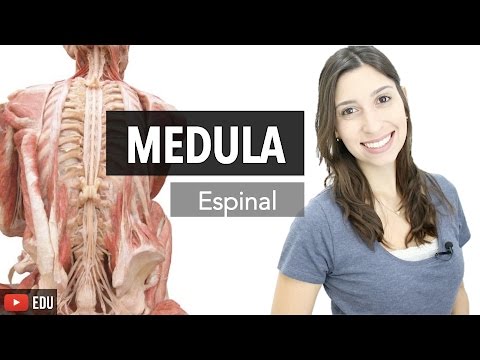Vídeo: Medula Espinhal - Estrutura, Função, Trauma