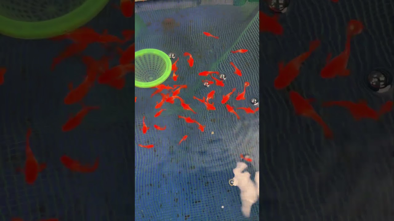 Koi red ear short các loại 