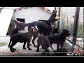 ГИГАНТСКИЕ ЧЕРНЫЕ ЩЕНКИ немецкой овчарки. Giant black German shepherd puppies. Одесса.