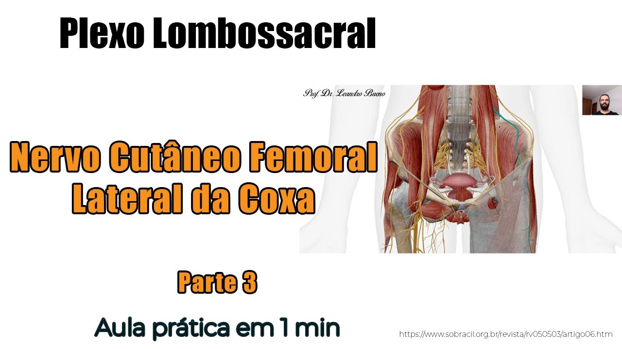Plexo lombossacral Nervo Cutâneo Femoral Lateral da Coxa Anatomia Humana Anatomia YouTube Plexo lombossacral Nervo Cutâneo Femoral Lateral da Coxa Anatomia Humana Anatomia YouTube