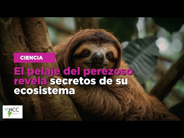 El pelaje del perezoso revela secretos de su ecosistema