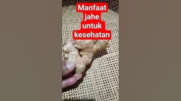 manfaat jahe#jahe#shorts#wedang jahe#tanaman jahe