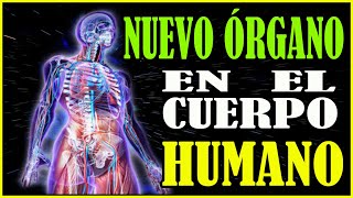 Ciencia Y Tecnología, Descubren Nuevo Órgano Del Cuerpo Humano Escondido A Simple Vista