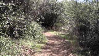Mt Diablo Summit via Mitchell Canyon Rd & Back Creek Trail