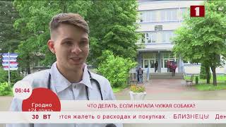 Что делать, если напала чужая собака? Эфир 30.07.2019 Что делать, если напала чужая собака? Эфир 30.07.2019