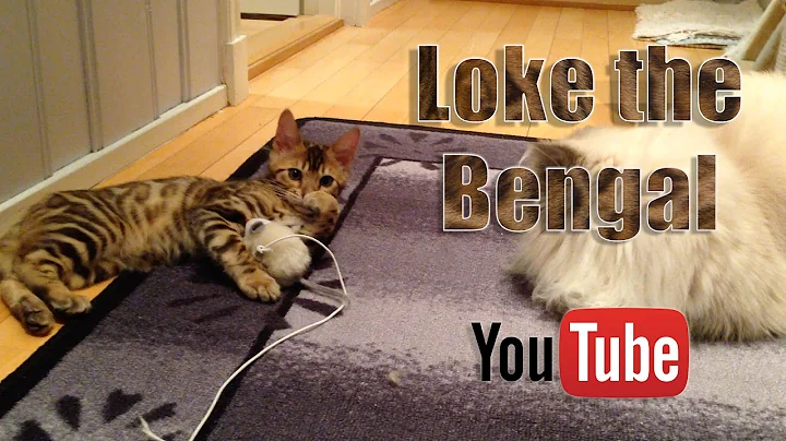 Watch the video about Bengal kitten meets adult cat.