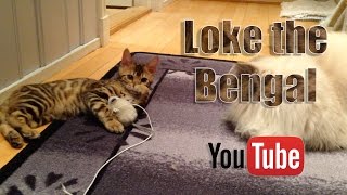 bengal kitten meets adult cat