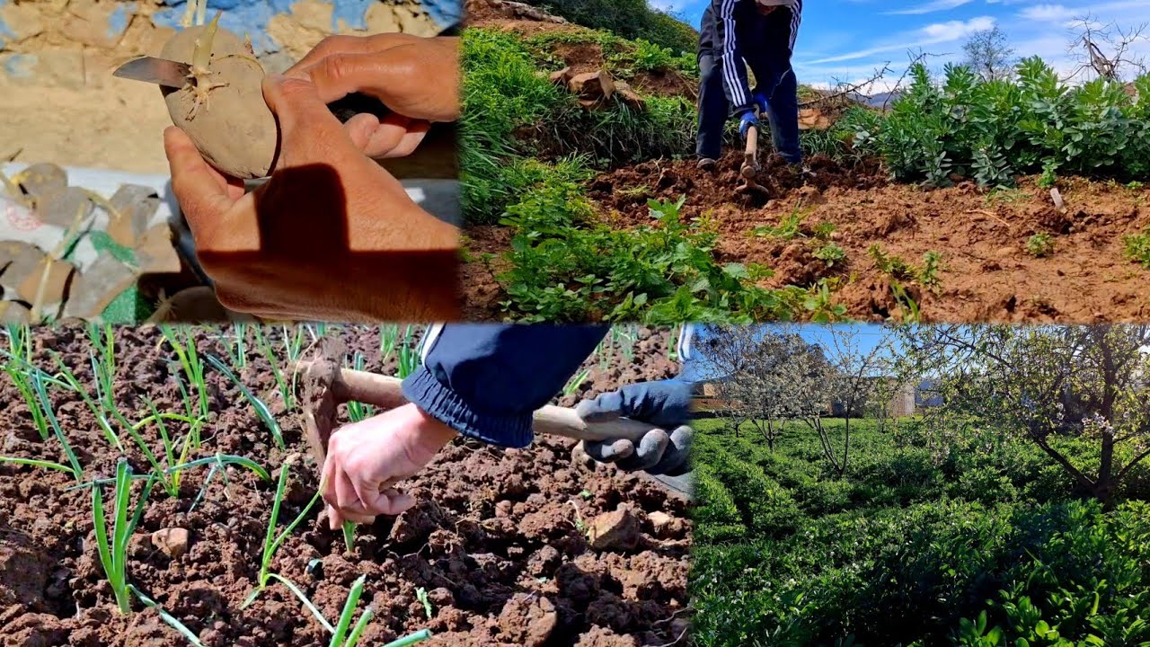 ليوم نشارك معكوم غرس البصل وكيف يعيش لفلاح في ريف شاهدوا معنا الأجواء. ⛏️🧅🥔