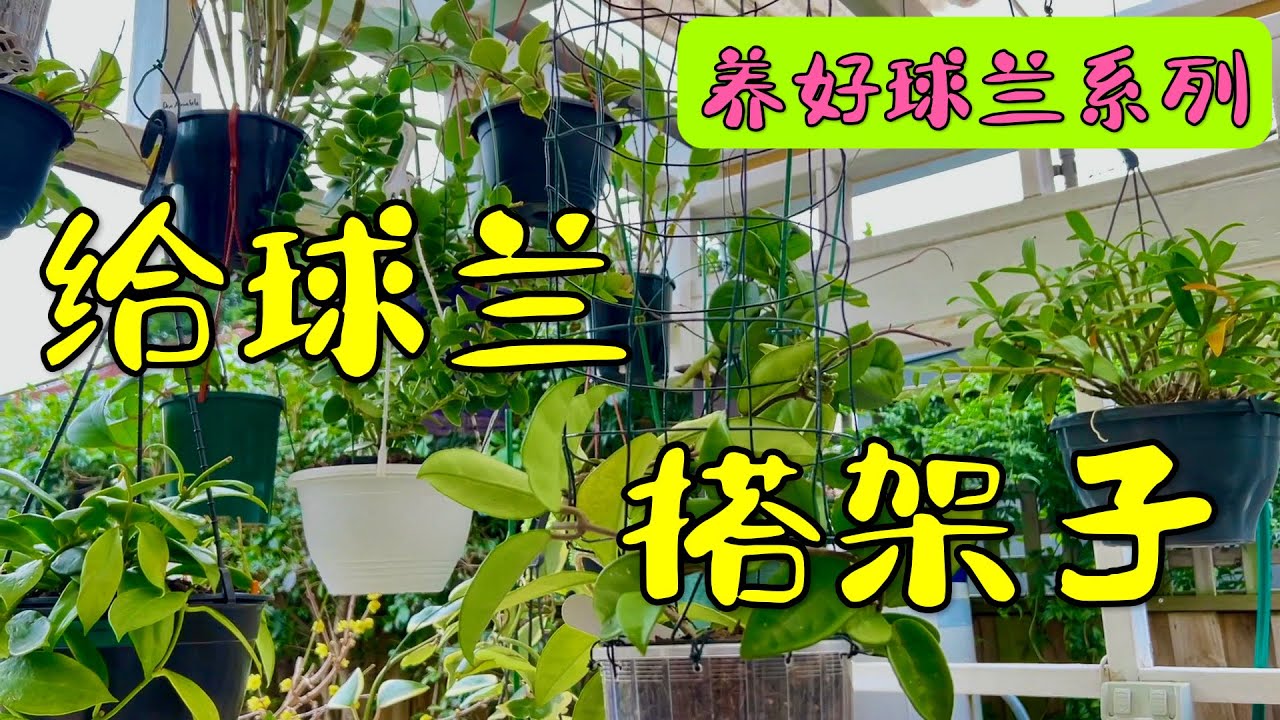 给球兰搭架子 213 - YouTube