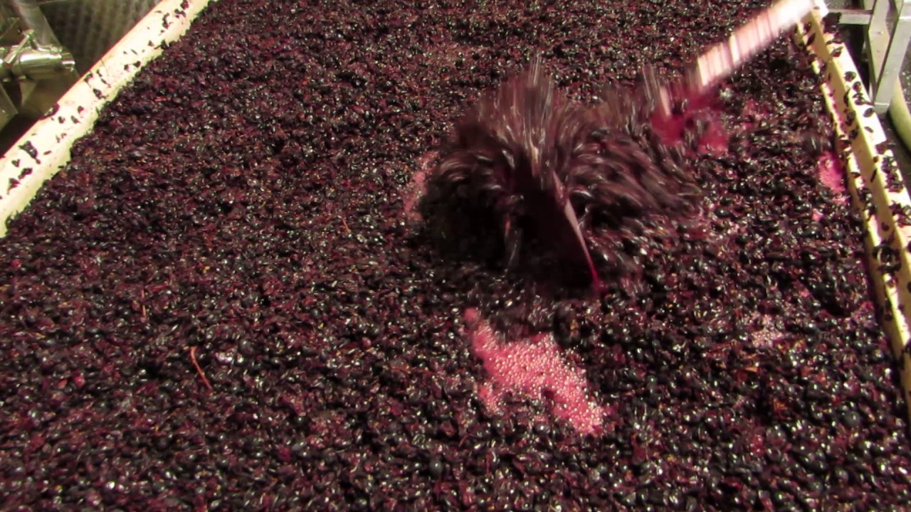 Punching Down Red Wine Pinotage with The View Winery YouTube