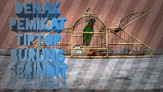 Suara Pemikat Denak Burung Serindit Dada Merah Matang Tiptop Blue