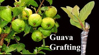 Guava Grafting Technique