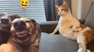 Funny Dogs And Cats Videos 2024  Best Funnies Animal Videos #3