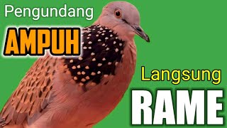 TEKUKUR GACOR suara merdu - PANCINGAN BUNYI TEKUKUR (💯% DIJAMIN) LANGSUNG NYAUT