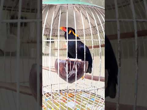 Video: Burung Beo Eksotis Telah Menetap Di London - Pandangan Alternatif