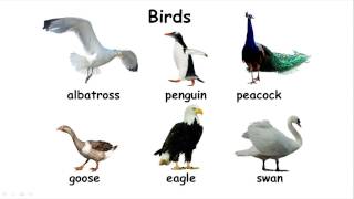 Lesson Video Birds Lesson Video Birds