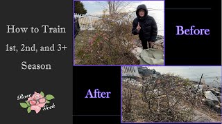 How To Train Your 1St, 2Nd, 3Rd Year, And Older, Rose Climbers Sphere Shape Peggy Martin