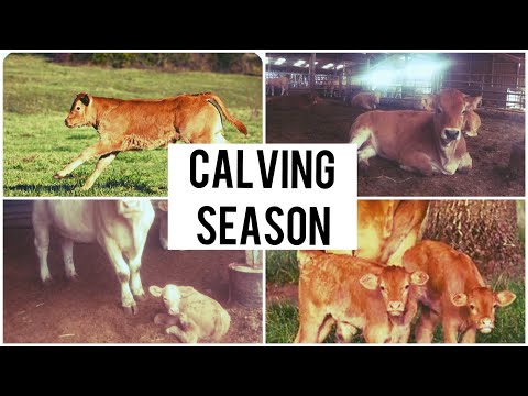 CALVING IN FULL