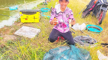 Fishing | Câu Đài | Tập 292 | Câu Rô Phi Nước Cạn , Cá Rô Chạy Ối Dồi Ôi | Nghiện Câu TV